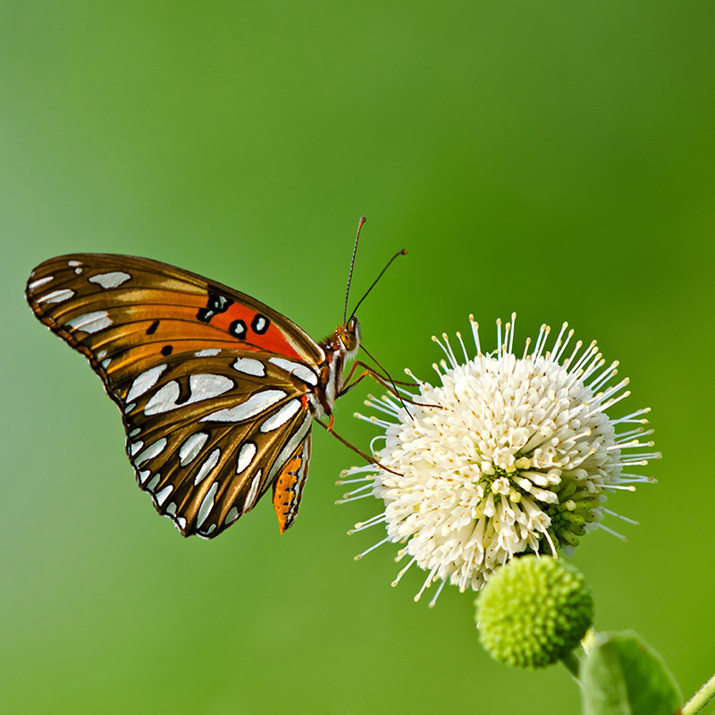 vlinder-qpall-orange-value